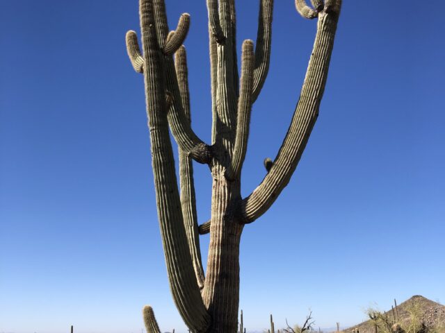 November 29, 2020 – Just like the cactus